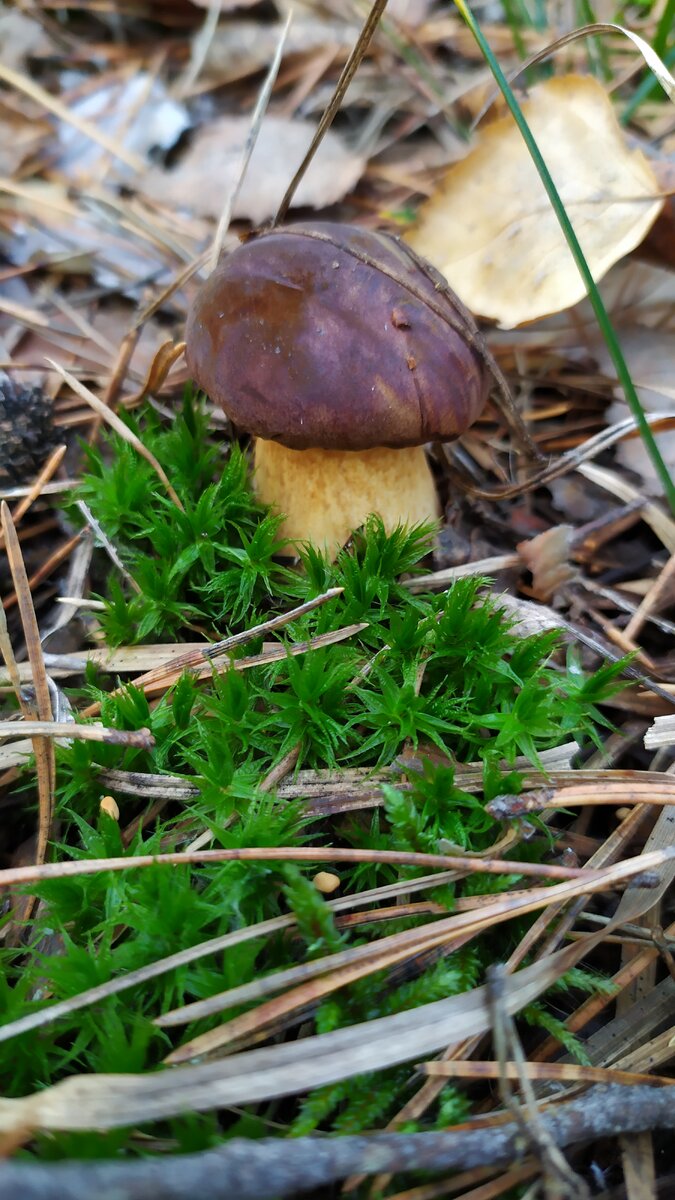 Польский гриб.