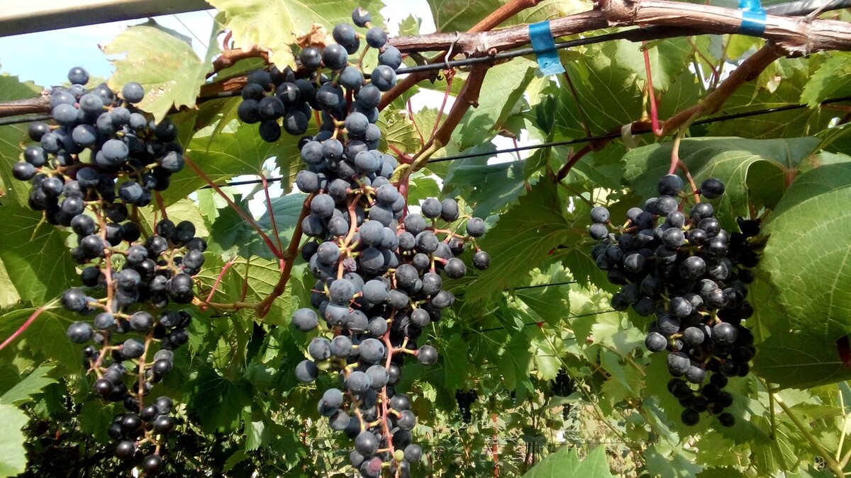 Виноград фронтиньяк описание сорта. Сорт винограда фронтиньяк. Виноград фронтиньяк описание сорта. Фронтиньяк виноград виноградники. Сорт винограда фронтиньяк.