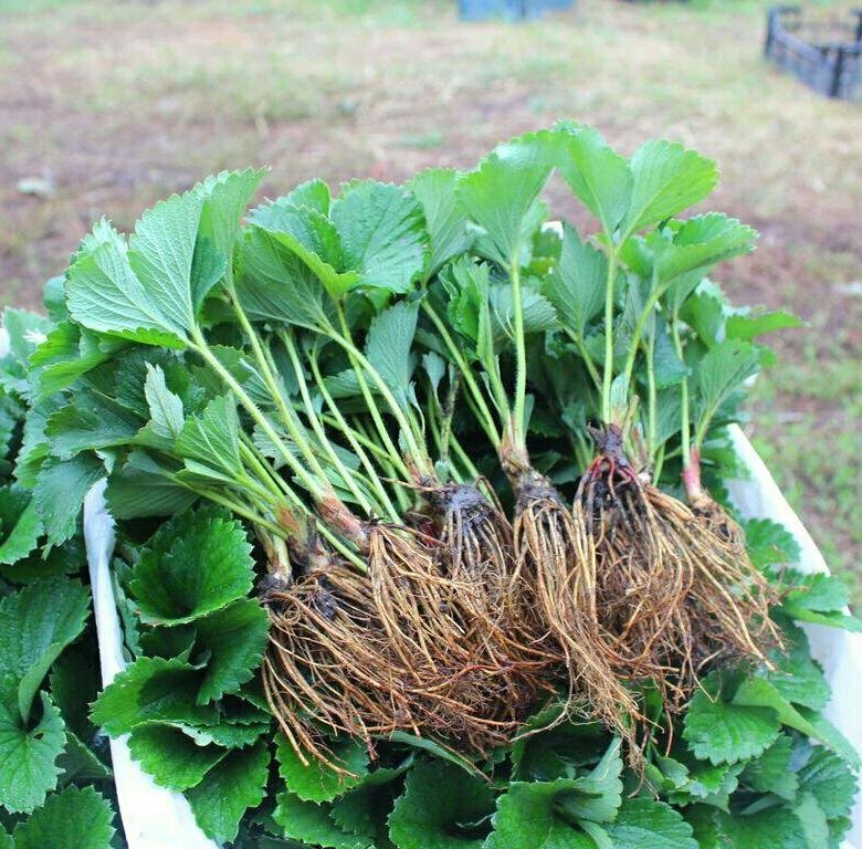 Клубника рассада. Картинка взята из Яндекс картинки Ссылка: https://clck.ru/Svdr7