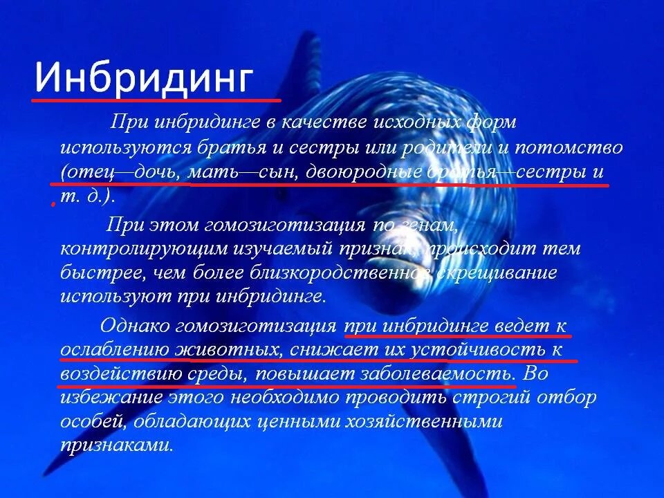 Инбридинг в селекции. Инбридинг примеры животных. Что такое инбридинг. Инбридинг это в биологии. Степени инбридинга.