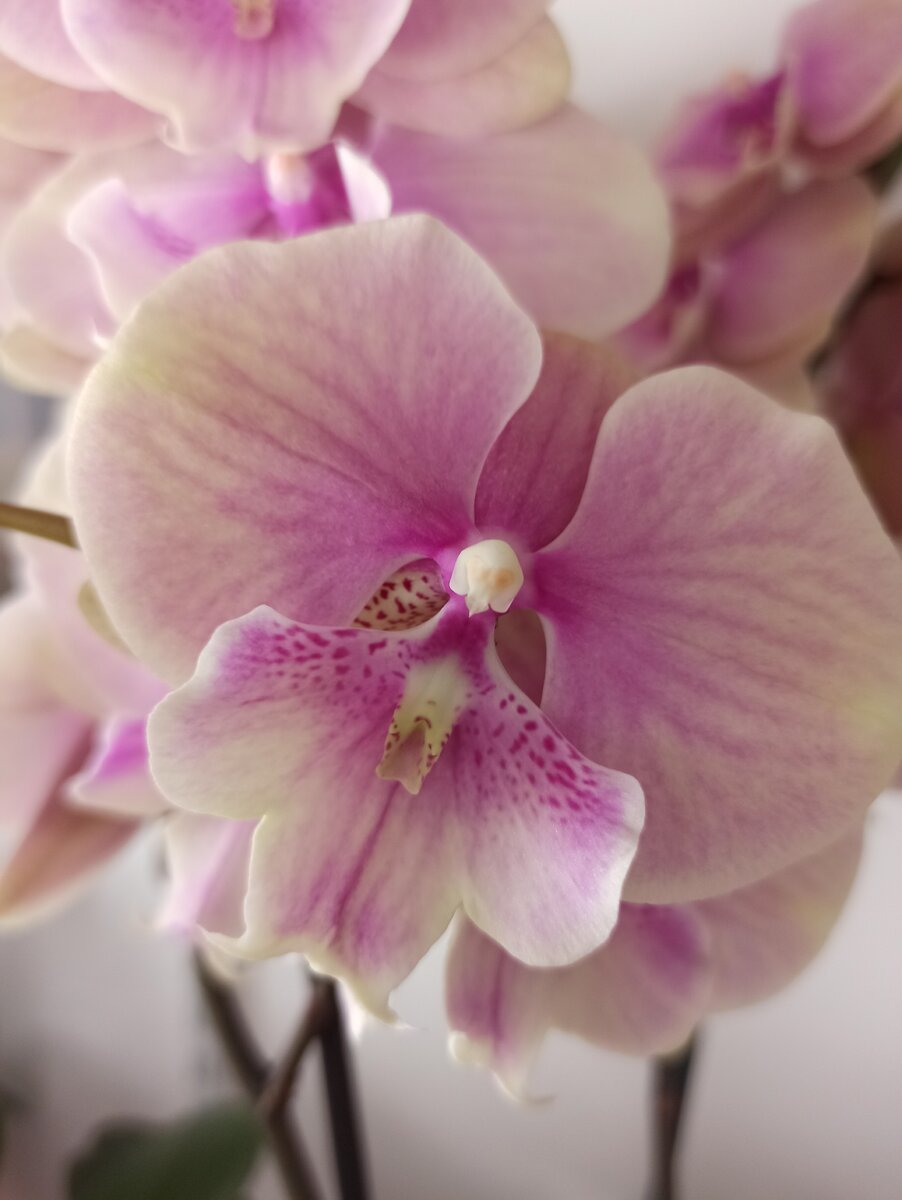 орхидея фаленопсис биг лип Осенний Ветер
