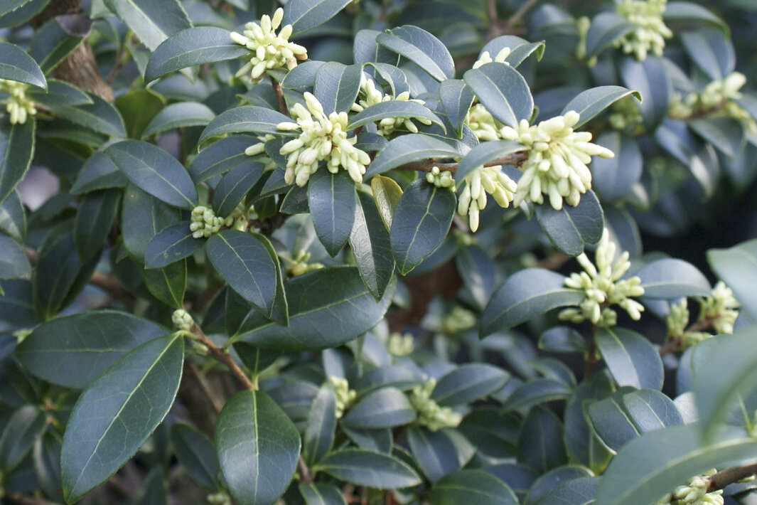 Osmanthus fragrans