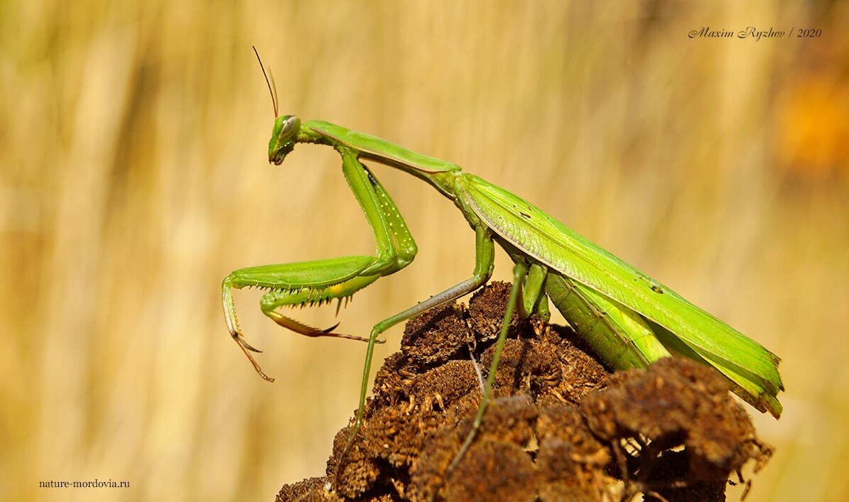 Обыкновенный богомол (Mantis religiosa) в Мордовии | Природа в объективе |  Дзен