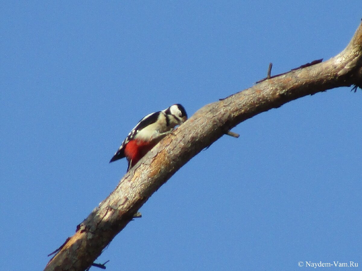 Питаются дятлы насекомыми, которых ищут разными способами. Одни виды обследуют исключительно деревья, насекомых они собирают с поверхности стволов, вытаскивают из трещин коры, а личинок короедов достают из глубины древесины. Для этого дятел раздалбывает ствол и проделывает в нем маленькое кормовое отверстие, личинку он извлекает, засовывая в отверстие длинный язык. Язык у дятлов узкий, а его длина в вытянутом состоянии в два раза превышает длину клюва. К тому же язык покрыт крохотными шипиками, с их помощью дятел и подцепляет личинку. Откуда дятел знает, где в толще дерева спряталась личинка? У него очень тонкий слух, птица слышит малейший скрип, издаваемый жвалами вредителя.