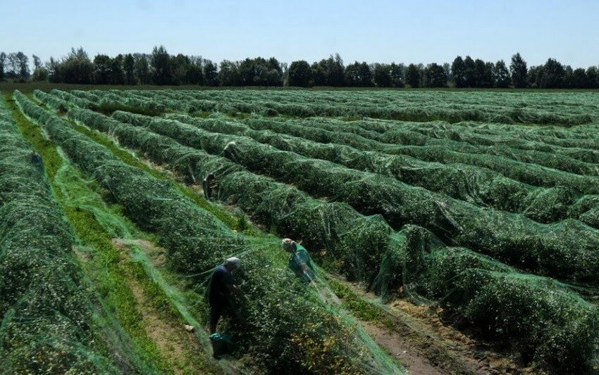 Цвет и вкус: