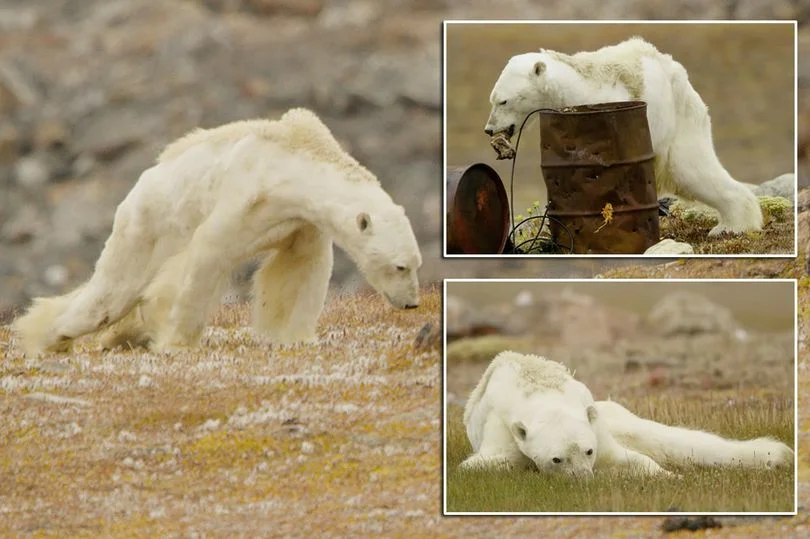 Глобальное потепление животные. Белый медведь глобальное потепление. Белый медведь потепление. Почему медведи умирают