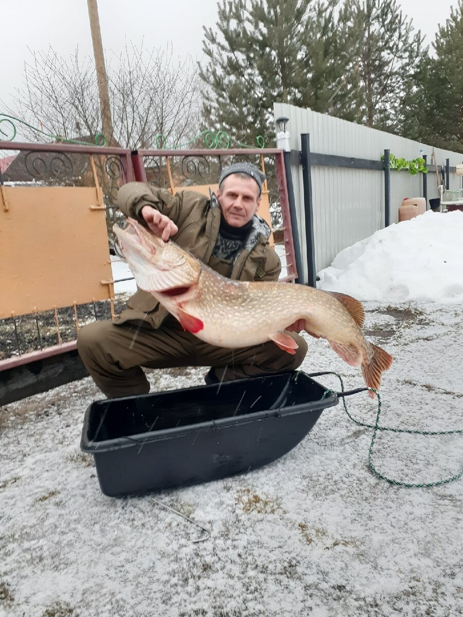 Щука поймана на реке Ловать. Новгородская область. Клуб "Идеальная Рыбалка"