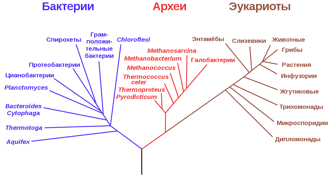 Филогенетическое дерево, основанное на анализе рРНК  источник: https://goo.su/4252 
