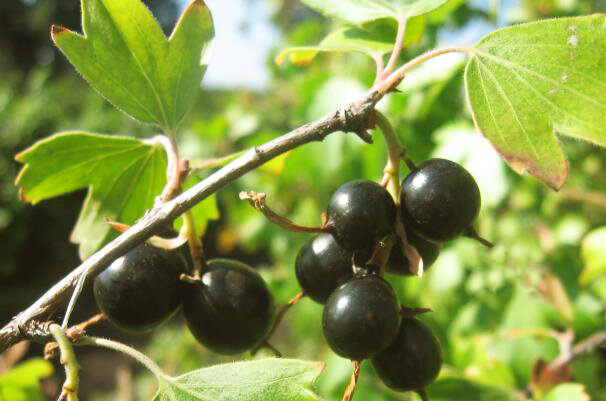 Это йошта, а не крыжовник. 