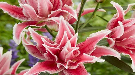 Роузлили Лорена- высота до 110 см, ароматные цветки в диаметре до 22 см.