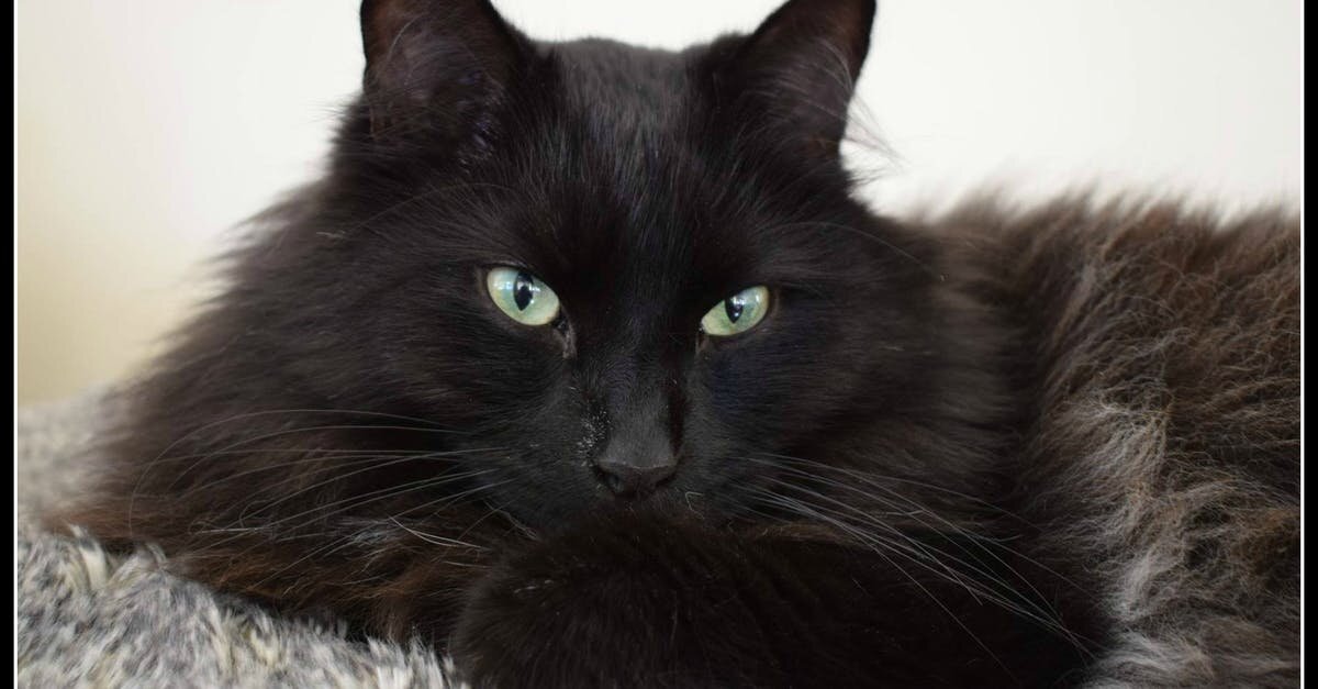 Фото из открытого источника. Но очень похож на моего Мафа