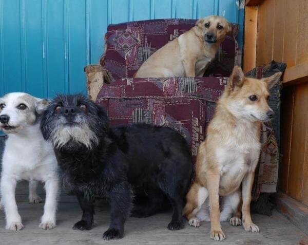 Долгие годы Марина помогает собакам. Фото: соцсети