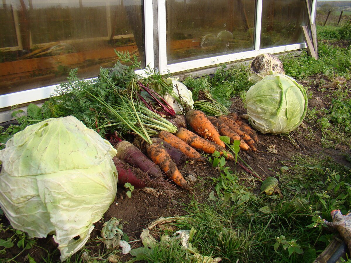 Очень жалко, что хороший урожай негде хранить.