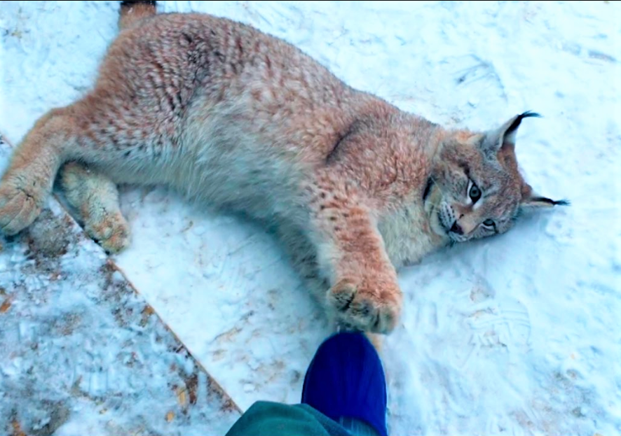 Обыкновенная рысь. Рысь домашняя. Рысь во сне к чему снится женщине. Субтропическая рысь. Полевая рысь.