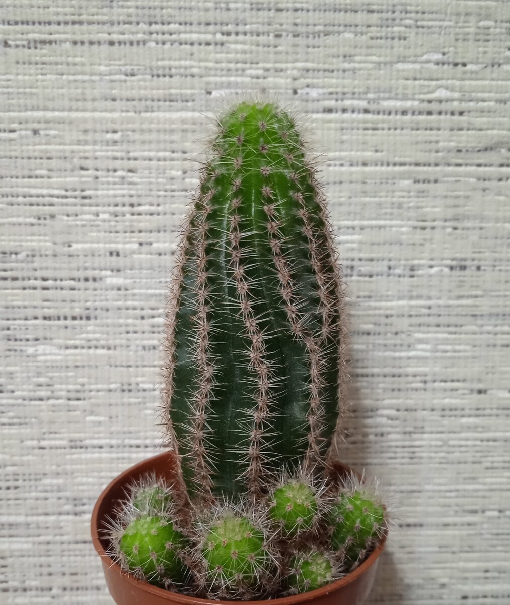 Эхиноцереус Рейхенбаха (Echinocereus reichenbachii) 