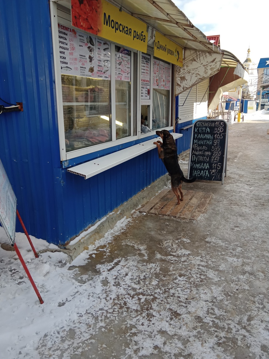 Извините,  а можно спросить: у вас рыбки не будет для меня?