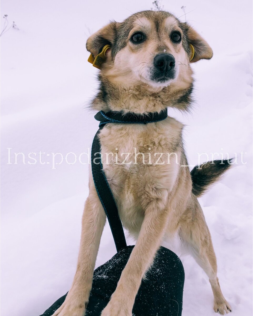 Дымка миниатюрная собачка, настоящий любитель зимы, лишь бы поиграть в снегу! Если заскучает, то просится на ручки. 🤗 