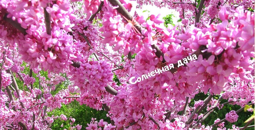 Церцис цветет без листьев