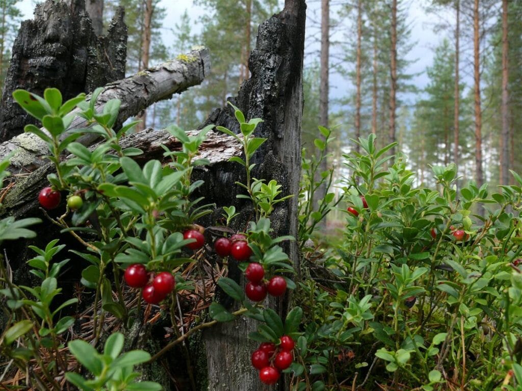 яндекс картинки