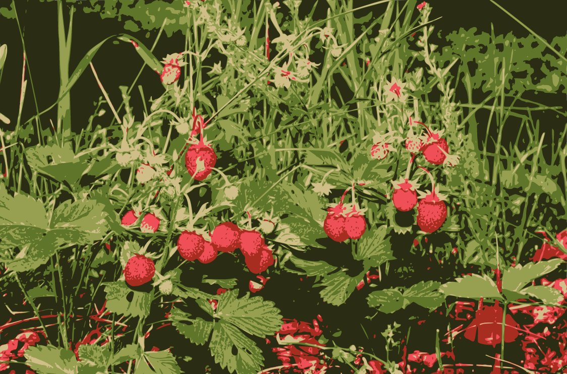 Лесная земляника - лучшее лакомство для Дракончика.