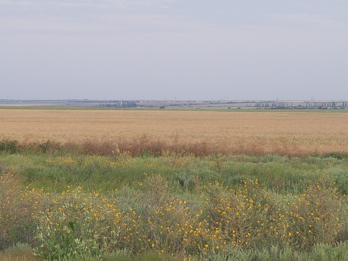 Просторные золотистые равнины.