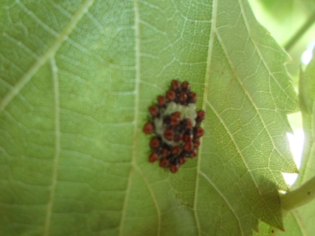 Гнездо мраморного клопа.