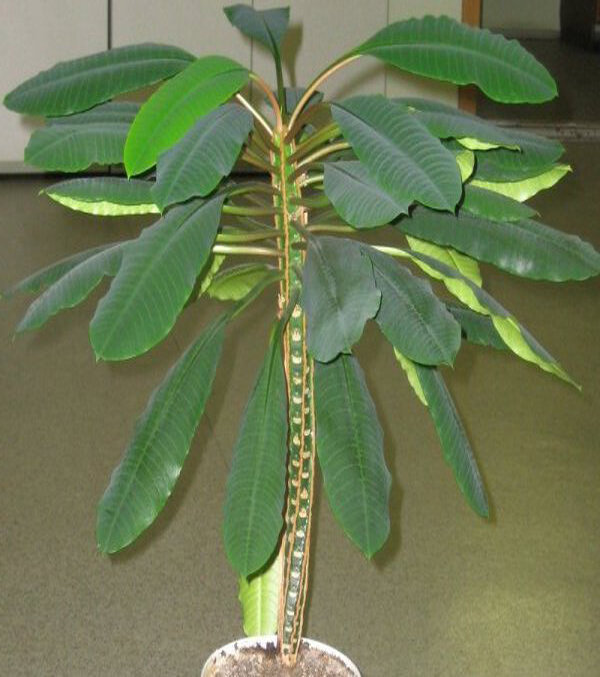 Молочай (эуфорбия)