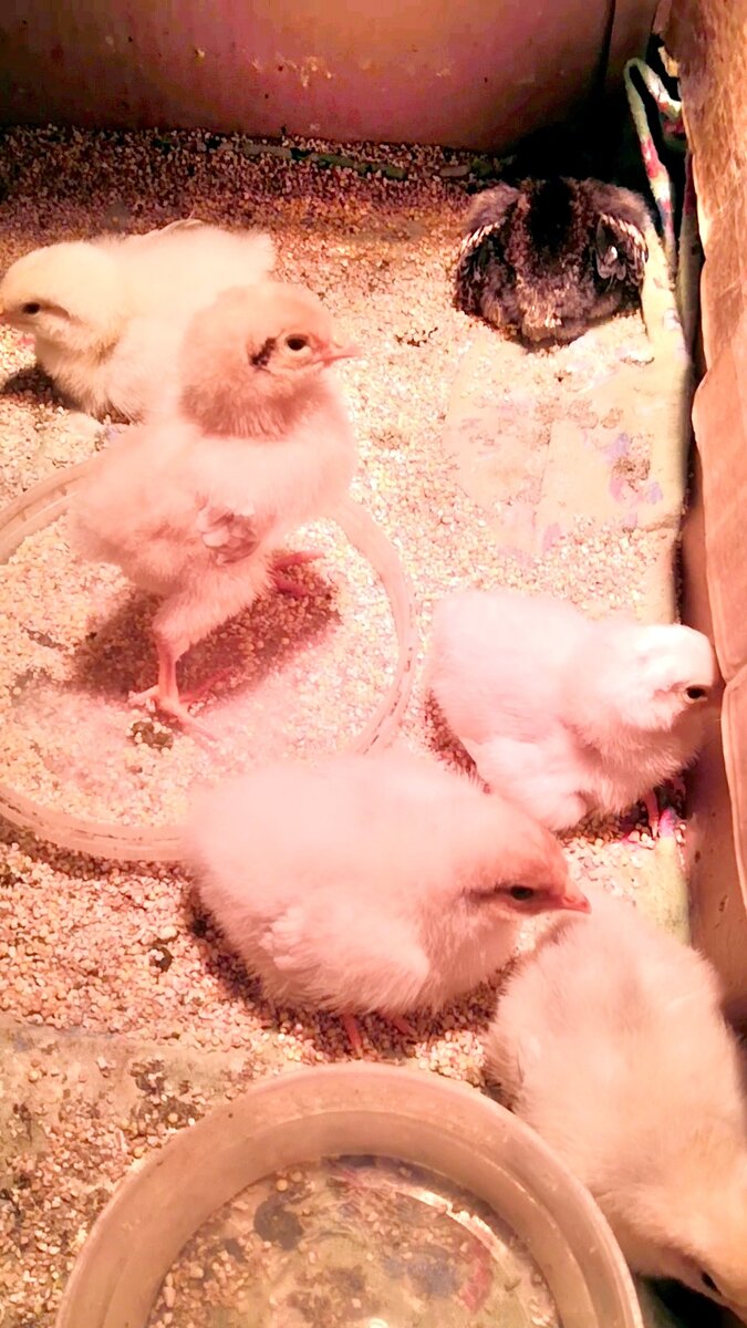 Фото автора. Листайте с право на лево. Инкубаторные цыплята сидят под красной лампой. 