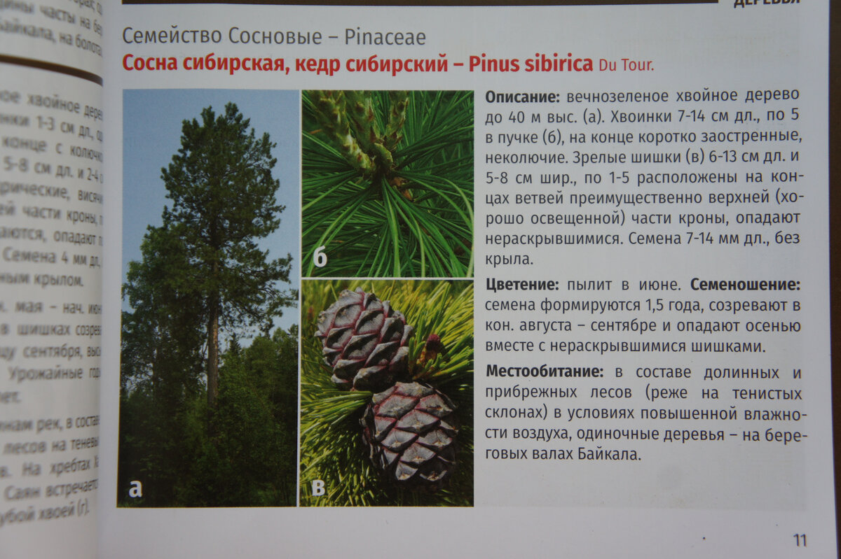 Чем отличается сосна от кедра. Сообщение про Pine с переводом.