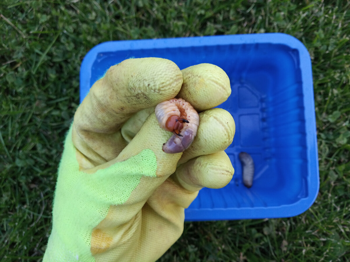 Личинка майского жука фото автора