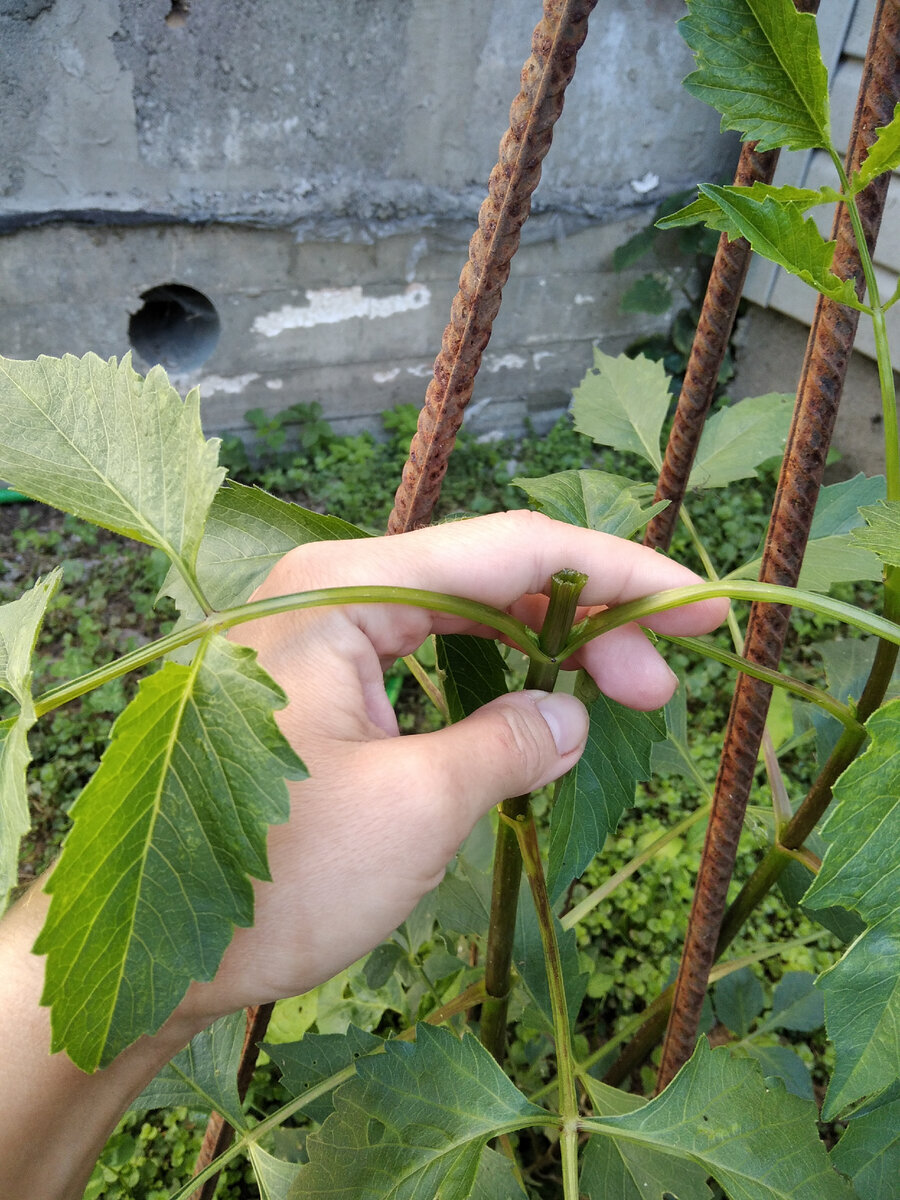 5 июля 2021 года.