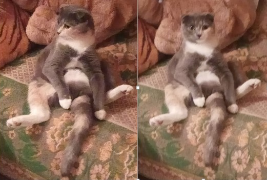 Кот Российский. Подмосковье.
