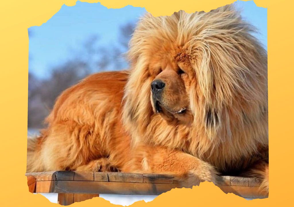 Стоимость хорошего щенка породы тибетский мастиф может переваливать за миллион рублей. Среднего можно прикупить за 500-700 тысяч.