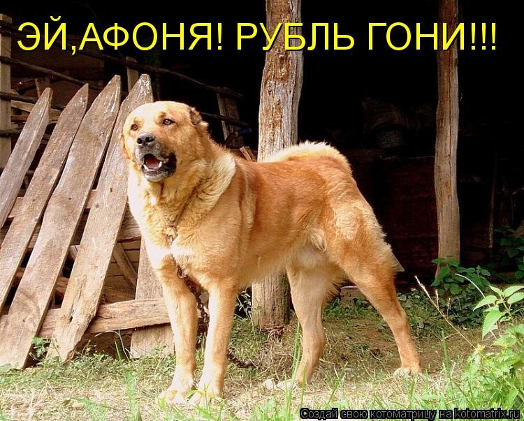 Картинки с подписями приколы