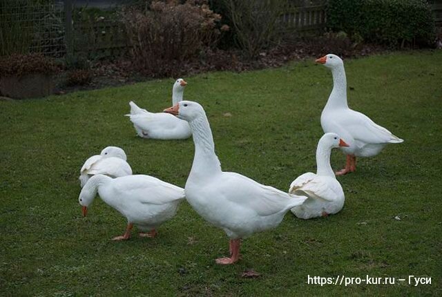 Губернаторские гуси: описание породы, уход за суточными и взрослыми гусями (23 фото)