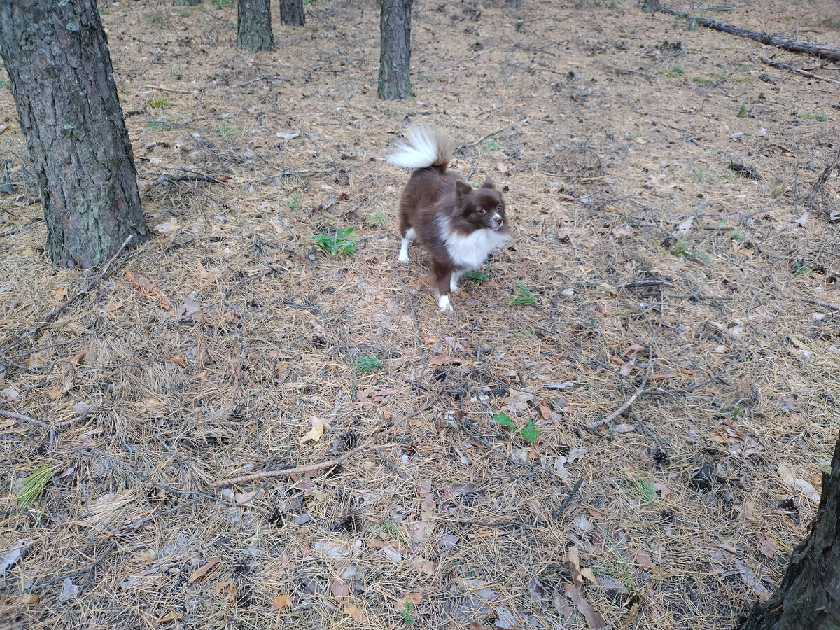 И хитрая Понька, постоянно убегающая и заставляющая меня нервничать.