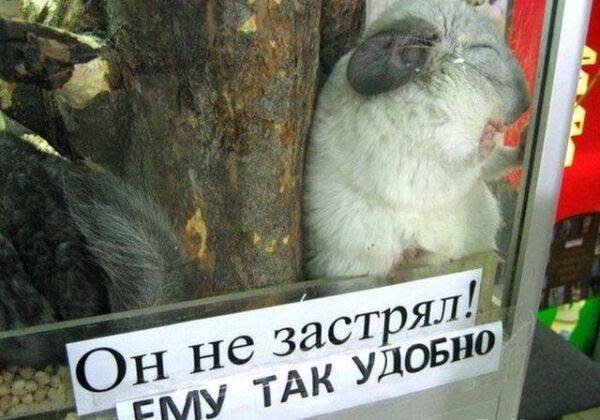 И эта надпись на клетке в зоомагазине - сущая правда!