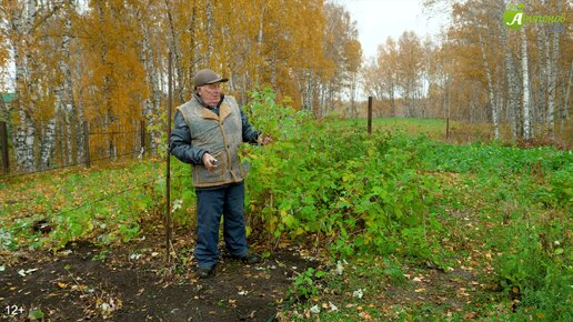 Обрезка ремонтантной малины осенью. Как обрезать на зиму ремонтантную малину