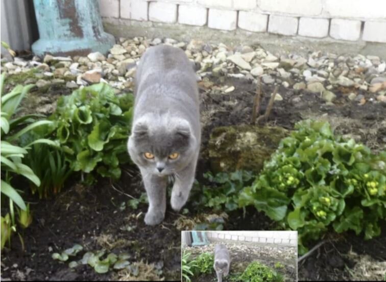 Тихон ворчит как обычно: «Одному мне приходится порядок проверять...»