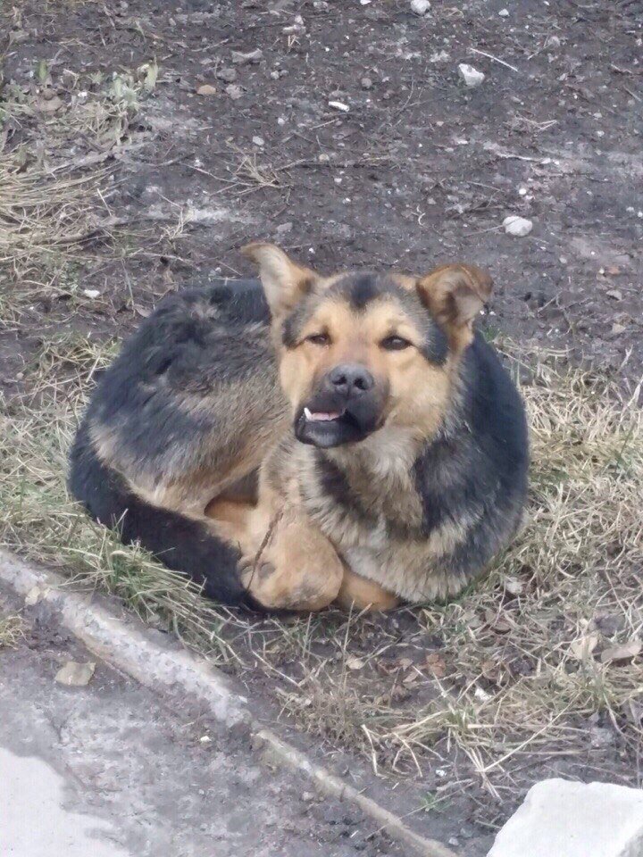 Вот таким был этот бедняга