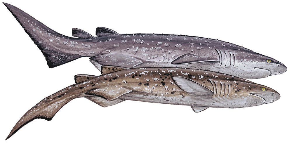 Звёздчатошипая акула или акула-крокодил (Echinorhinus brucus). Рис.: squarespace-cdn.com
