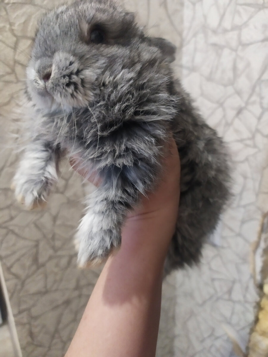 Малявка шиншилла