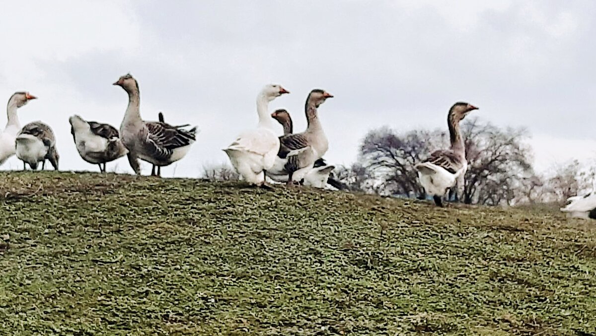 Село Березовка Ростовской области