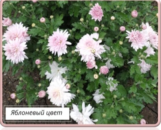 Яблоневый цве
