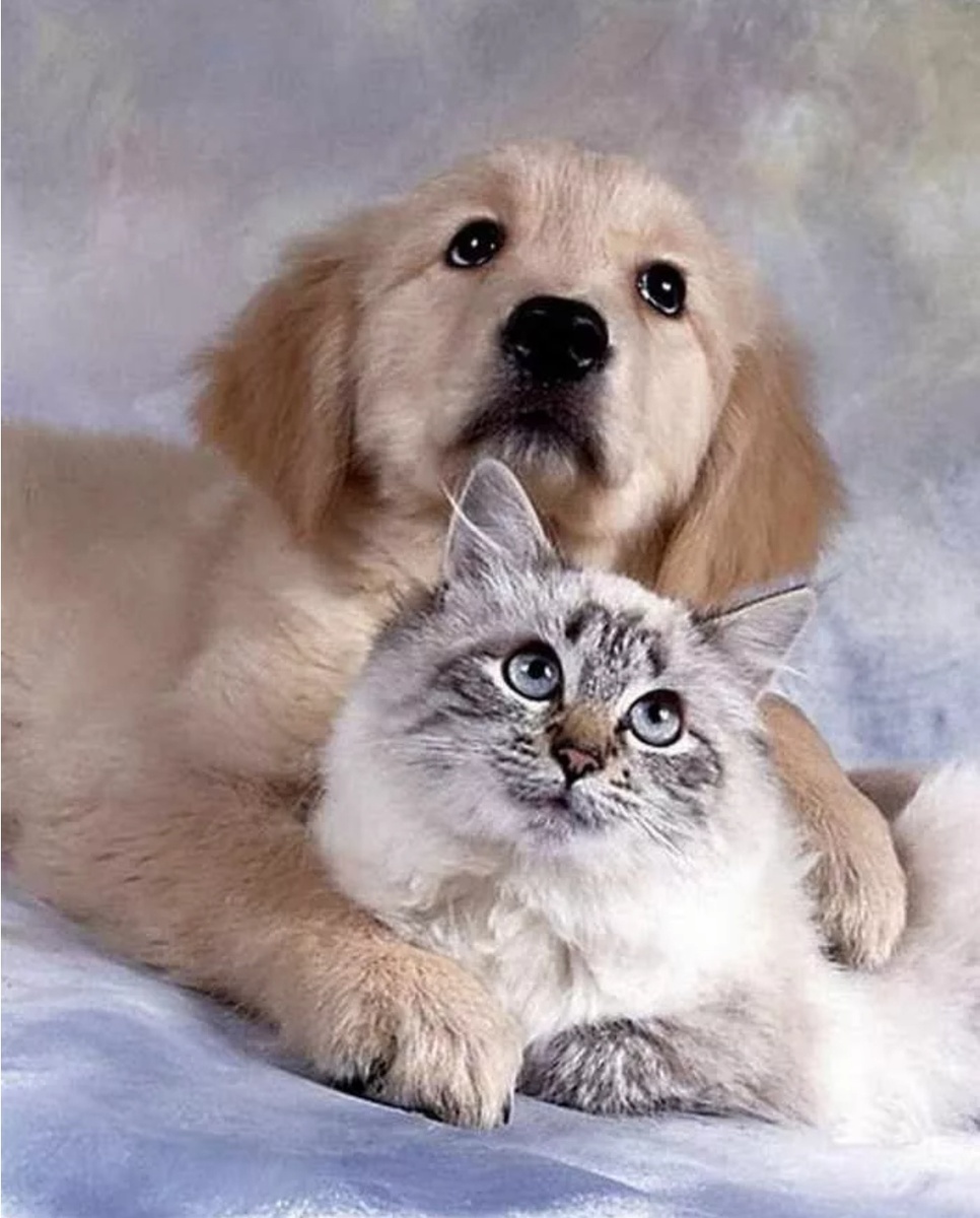 Котики собачки