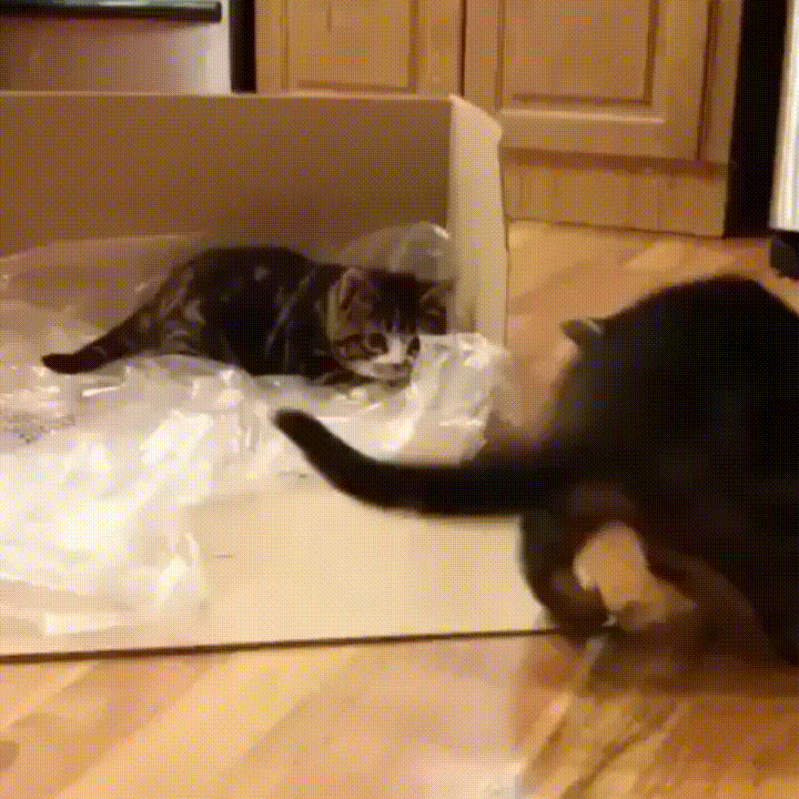 Не всегда увлечения Овна несут смысл, чаще они лишь для развлечения