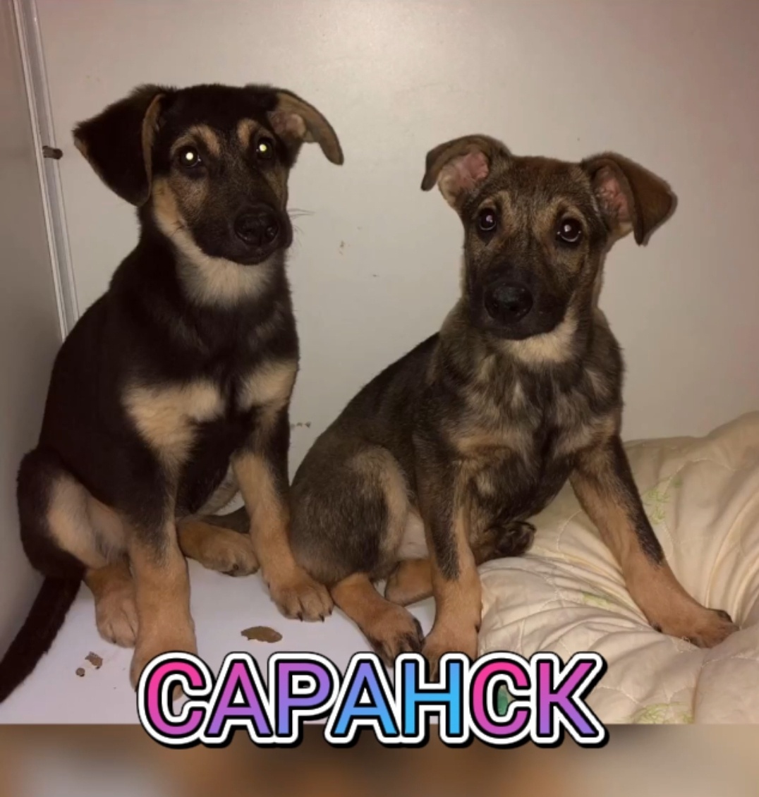 ФРУ и ТЕЛА💛
Интересные и непредсказуемые девочки-подростки.🐶 Немного диковатые, но отличные охранницы! Фрушка более социализирована. А вот над поведением Телы всё еще стараемся упорно работать. Малышки родились на улице в заброшенном здании и свое детство провели в стае бездомных собак.🐕 Поэтому они дичатся и не доверяют человеку. Но любовь и забота о них должна победить!💖
Возраст 4 месяца. Овчаристого типа. Обработаны и привиты. По достижении возраста обязательно будут стерилизованы. С туалетом есть проблемы. Работаем над этим, ведь не всё сразу идеально.
Присмотритесь к сестренкам. Взять домой, подарить тепло и ласку, и они будут самыми красивыми и милыми в вашей жизни. Любовь творит красоту!
#фру_саранск #тела_саранск #щенки_пролетарская