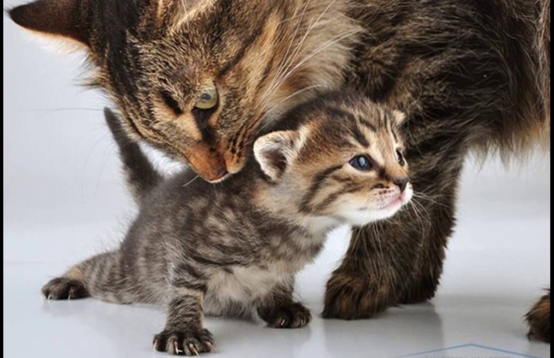 Свободу Фагундесу!