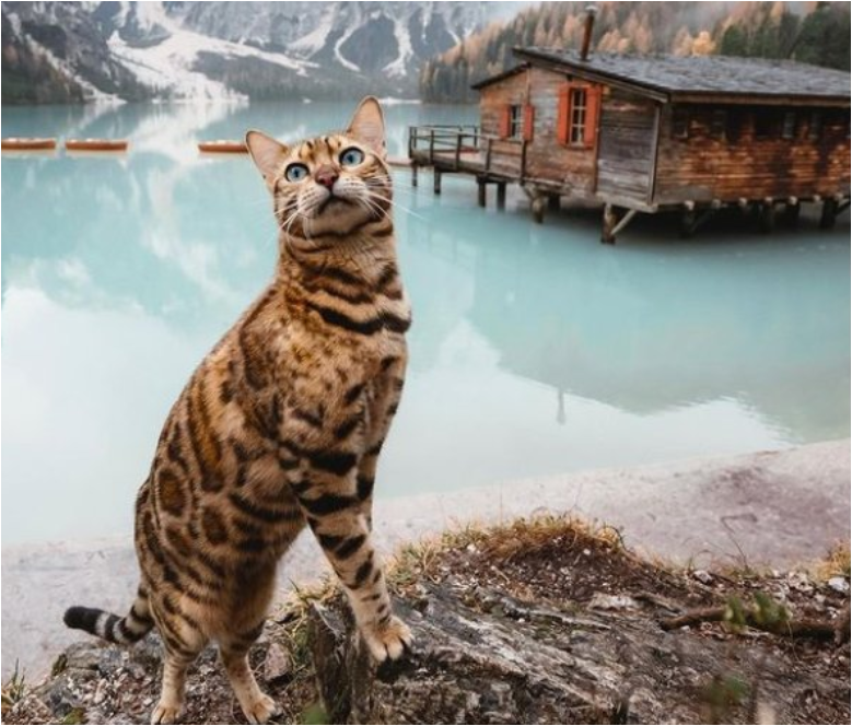 Инстаграм* Сьюки: https://www.instagram.com/sukiicat/