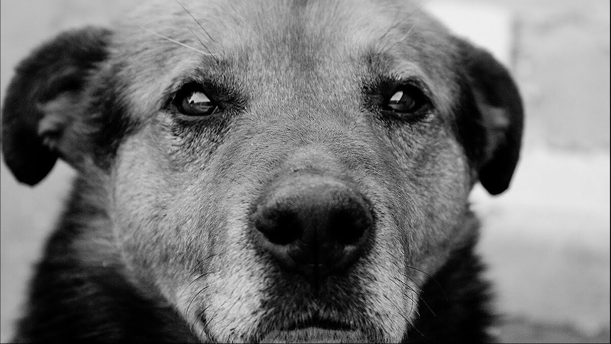 фото взято из открытого источника www.youtube.com